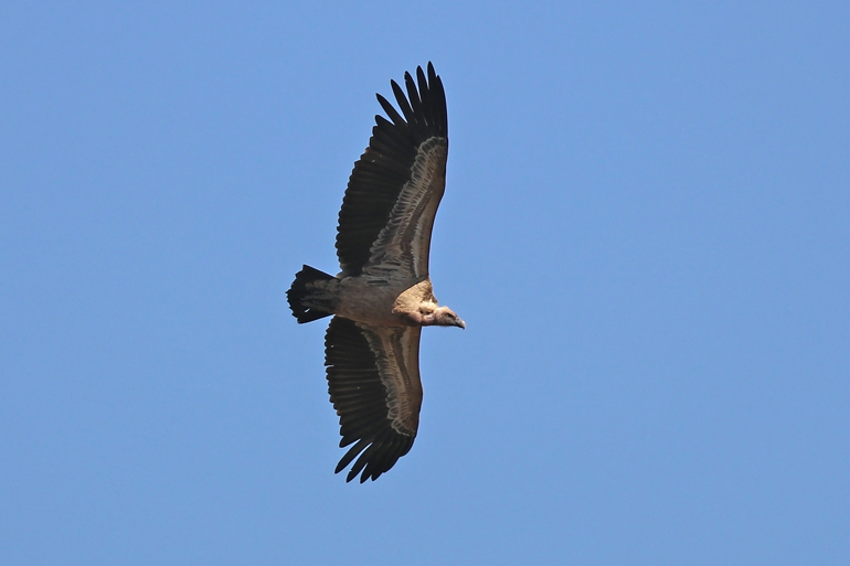 vautour de Rüppel en Éthiopie