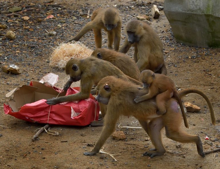 C'est Noël pour ces babouins du Parc zoologique de Paris ! ©F-G Grandin