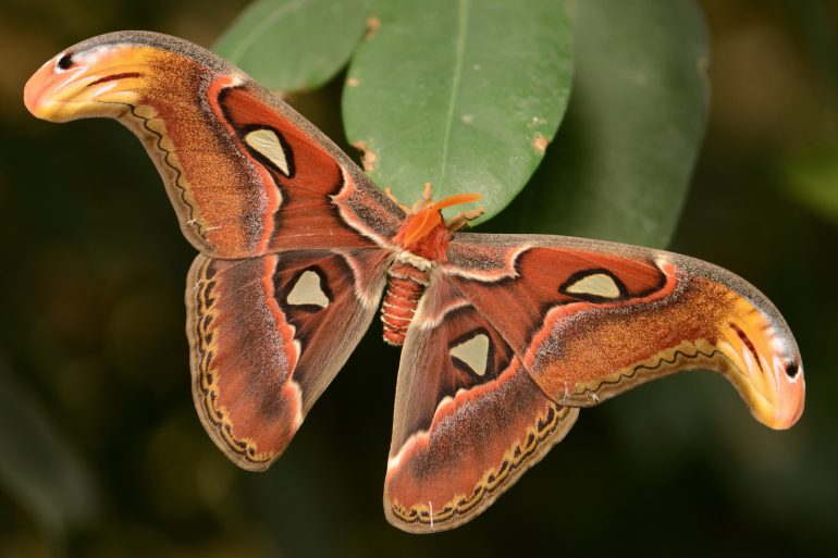 Bombyx atlas, autrement appelé l'attacus atlas (c) Alias 0591/CC/Flickr