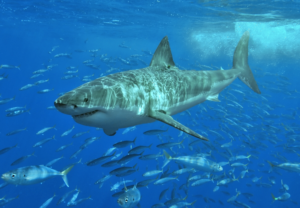 Au Mexique (île de Guadalupe), un Grand requin blanc de 3,5m de long nage calmement au milieu d'un banc de Fusiliers. Aucune agressivité envers le photographe. (© Terry Goss / Shark Research Comitee)