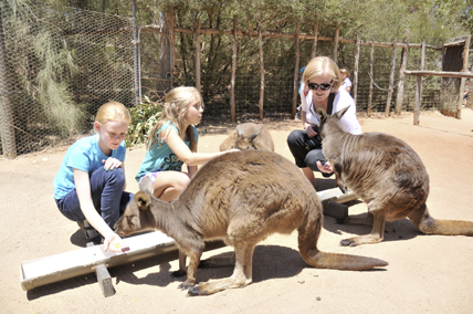 Enclos à kangourous et public, au zoo de Melbourne (Australie). © Melbourne Zoo