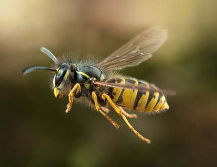 Une guêpe en vol (© Remerciements à W. Korazija Photography)