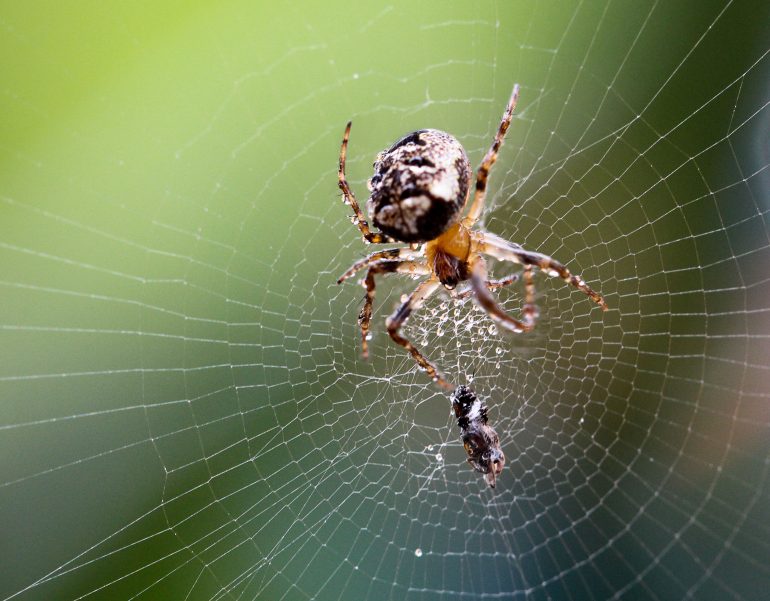 Araignée des fissures (Nuctenea umbratica) © Boedefeld/Adobe Stock