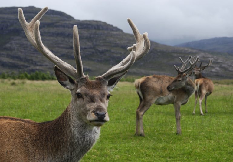 Des cerfs avec les bois-velours, en Écosse (© Mehmet Karatay / Wikipedia)