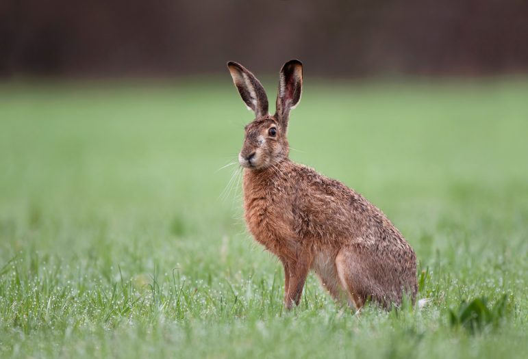 Est-ce un lapin ou un lièvre ..? © Soru Epotok/Adobe Stock