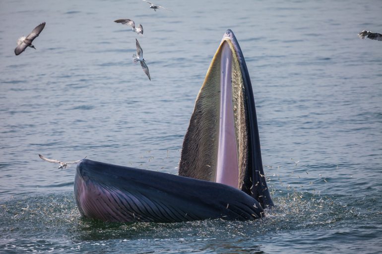 Fanons d'un rorqual de Bryde © Ksumano/Adobe Stock