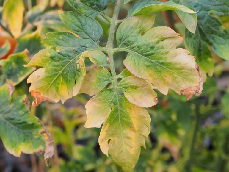 Feuille de plant de tomate © Burapa Nammulsint /Adobe Stock