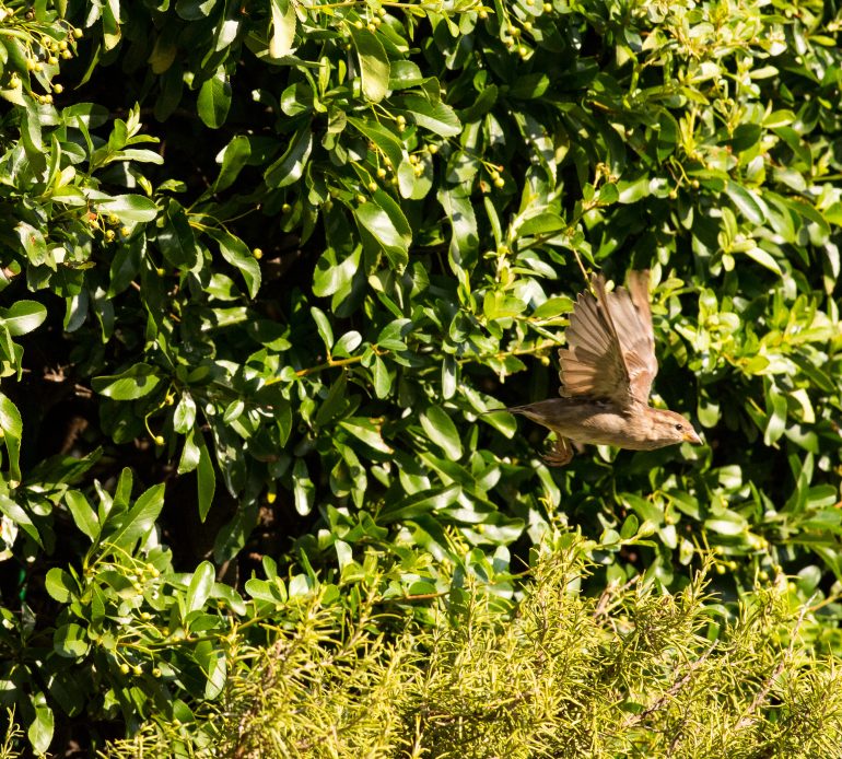 Un passereau © Rosario/Adobe Stock