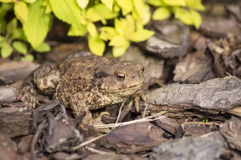 Crapaud commun (Bufo bufo) © Makow/Adobe Stock