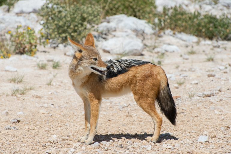 Chacal à dos noir (canis mesomelas) dans le parc national d'Etosha en Namibie © PJ Irawat/Adobe Stock