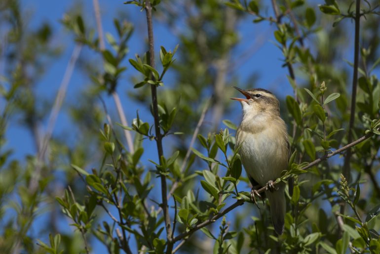 Phragmite des joncs en train de chanter, Parc Ornithologique du Marquenterre, Baie de Somme. © Alonbou/Adobe Stock