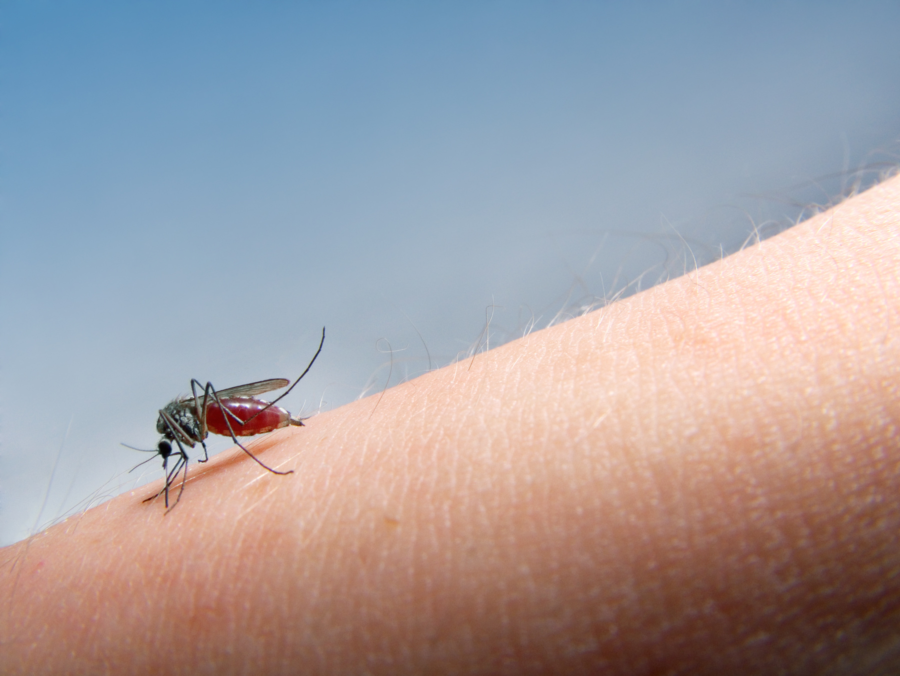 mosquito sucking blood © Stocksnapper/Adobe Stock