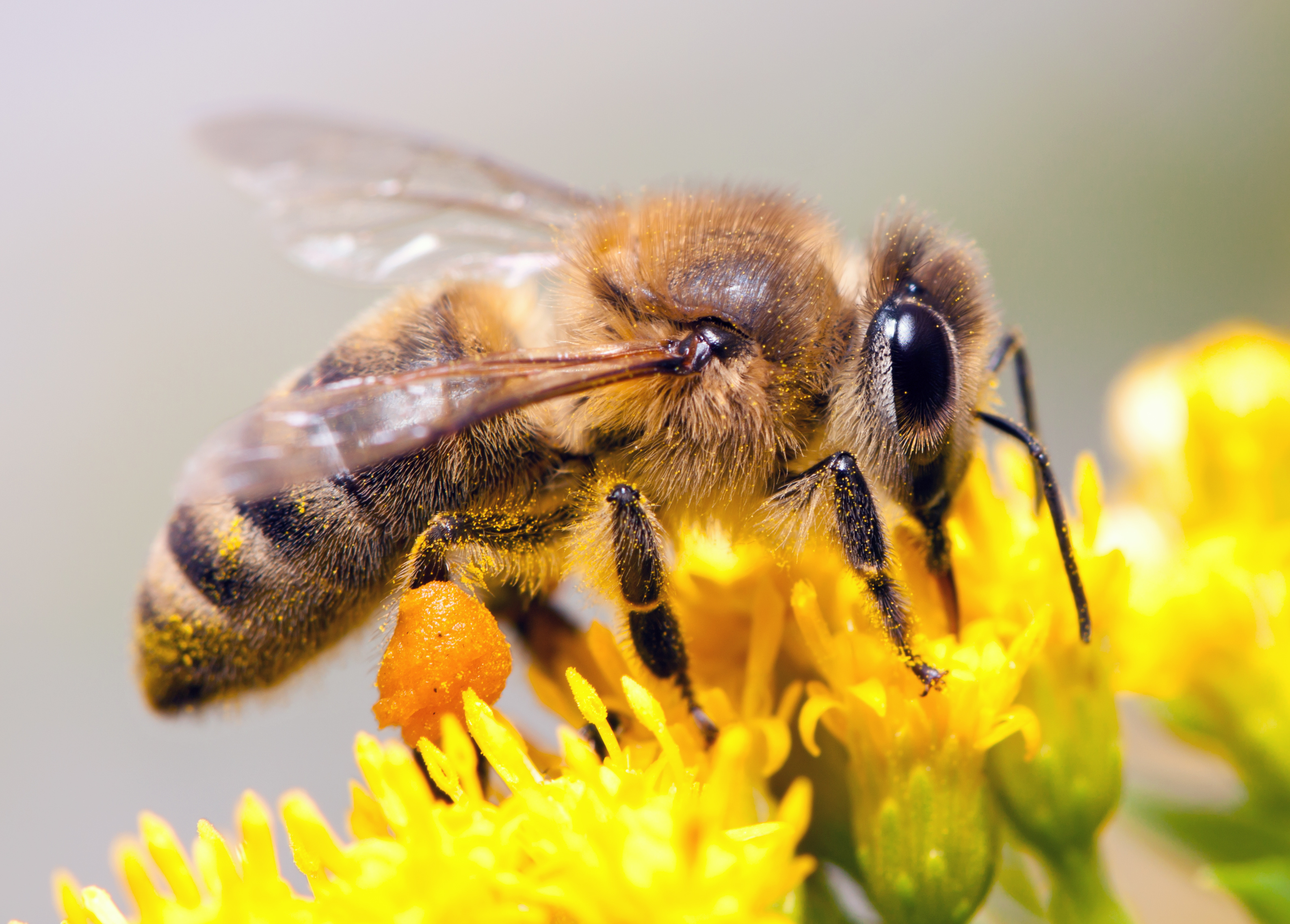 Abeille butinant une fleur © Sergey Lavrentev/Adobe StockD