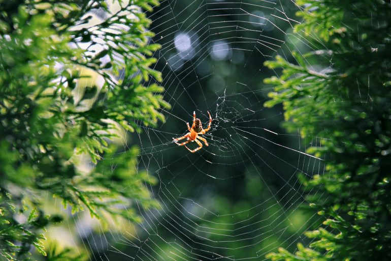 Araignée des jardins © Adobe Stock