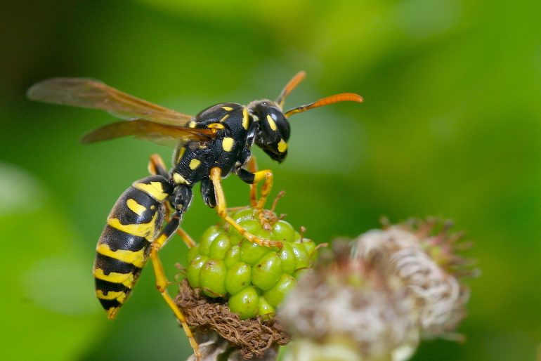 Une guêpe © John Doe/ Adobe Stock