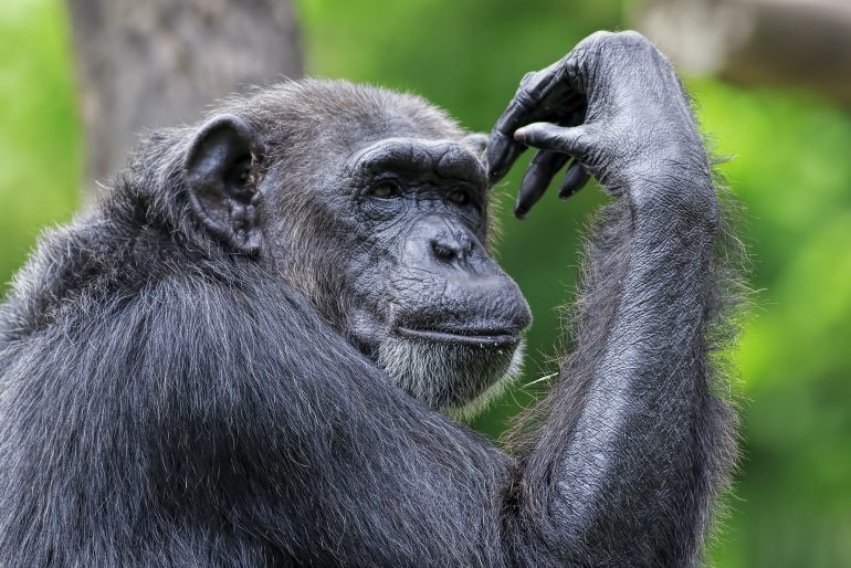 Chimpanzé © Adobe Stock