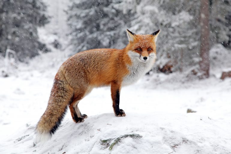 Renard dans le massif des Tatras en Slovaquie. © Adobe Stock