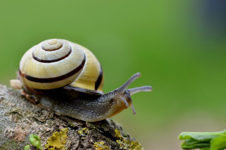 En quoi est fabriquée la coquille d'un escargot ? Maïa, 10 ans - Images Doc