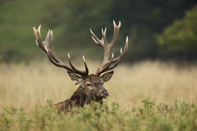 De quoi sont faits les bois des cerfs ? Finn, 9 ans  Images Doc