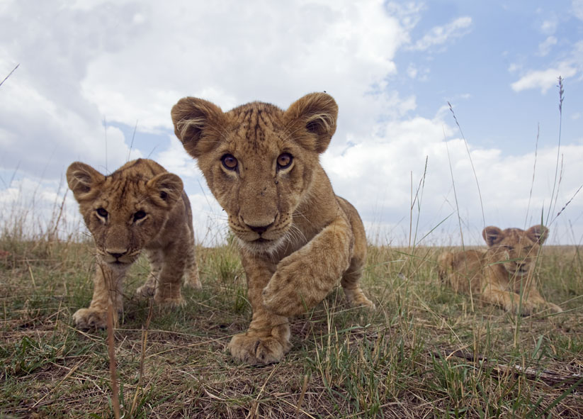 Inquisitive lion cubs - wide angle perspective