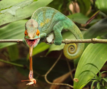 Caméléon de Parson attrapant un insecte. © Joäo Makray / Fotolia