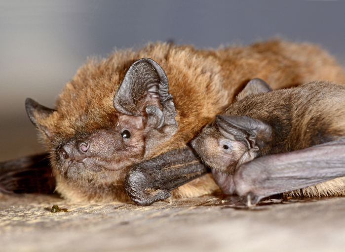 Une maman noctule de Leister et son petit ©Laurent Arthur/naturImages