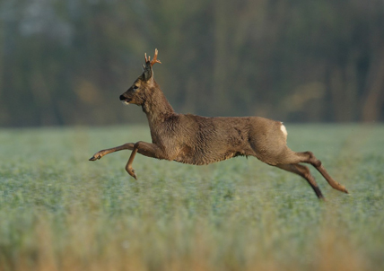 Mâle chevreuil, dans la campagne anglaise. (© Mike Rae)