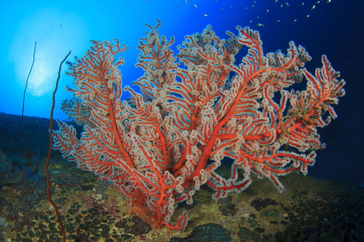 corail photo