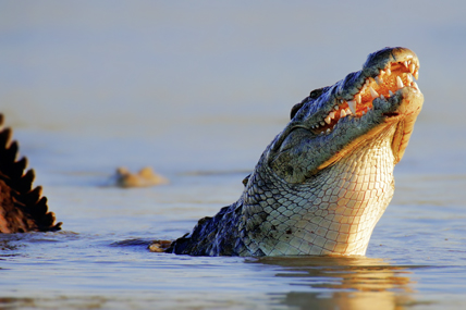 Crocodile du Nil au Parc national Kruger, Afrique du Sud. © mariswanepoel / Fotolia