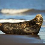 (DR) grey-seal male