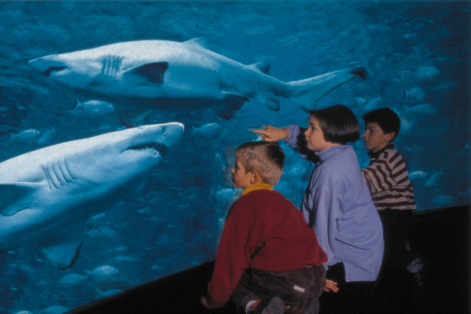 Enfants et requins NAUSICAA