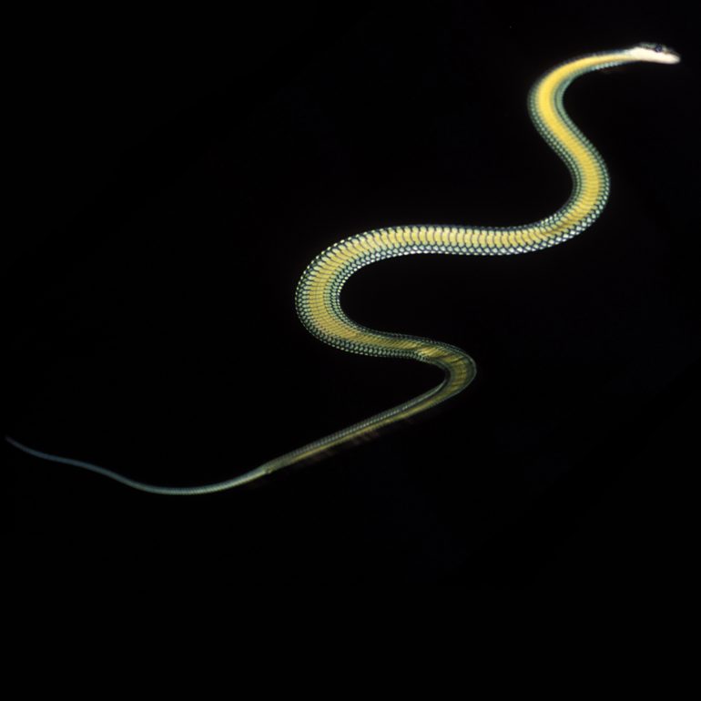Ce serpent volant a été photographié la nuit, dans une forêt tropicale de l’Inde. (© J. Socha /The George Washington University – USA)