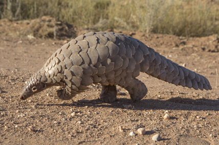 Un pangolin à la recherche de fourmis. © Droits réservés