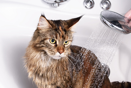 Pourquoi Un Chat A T Il Peur De L Eau Thylane 8 Ans Images Doc