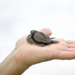 Comment Naissent Les Tortues Kais 7ans Images Doc Comment Naissent Les Tortues Kais 7ans Images Doc