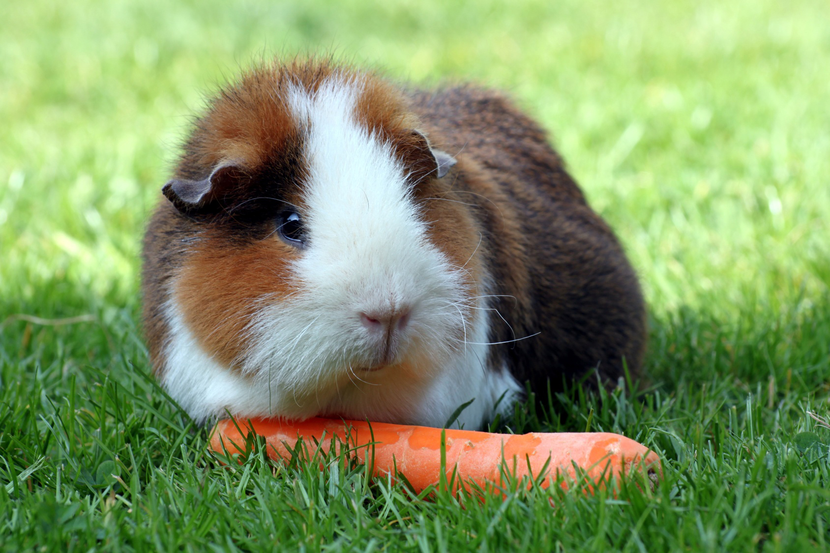 Le cochon d'inde et la vitamine C ! 