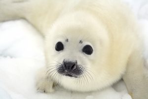 Baby harp seal pup on ice of the White Sea