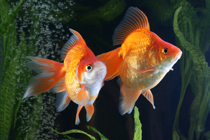 Couple de poissons rouge, "queue d'éventail". © M. Kijewski / Fotolia