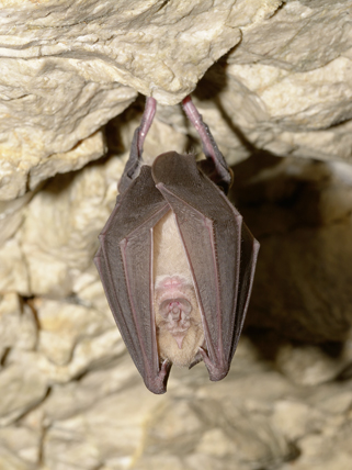 Chauves-souris au repos © Fotolia