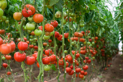 Culture de plants de tomates dans une serre. © MAKSUD / Fotolia