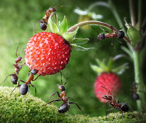 Fourmis rousses s'attaquant à une fraise des bois © Antrey / Fotolia