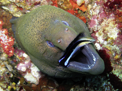 Murène géante dans son trou qui se laisse nettoyer la bouche par un labre. Mer Andaman (Thaïlande). © Silke Baron