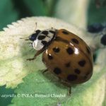 Harmonia axyridis2-CL