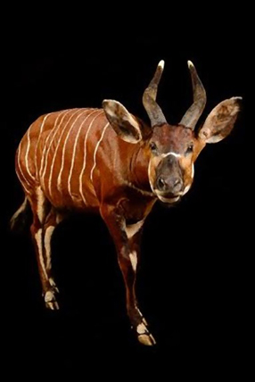 Cette antilope Bongo vit en Afrique centrale. Elle est exposée au Muséum d'histoire naturelle du Havre (76-France) © Guillaume Boutigny