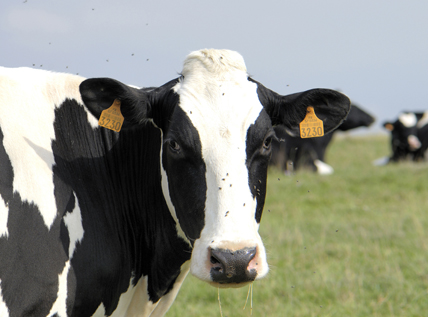 Vache de race Holstein dans un pré, en France. © P. Brumder / Fotolia