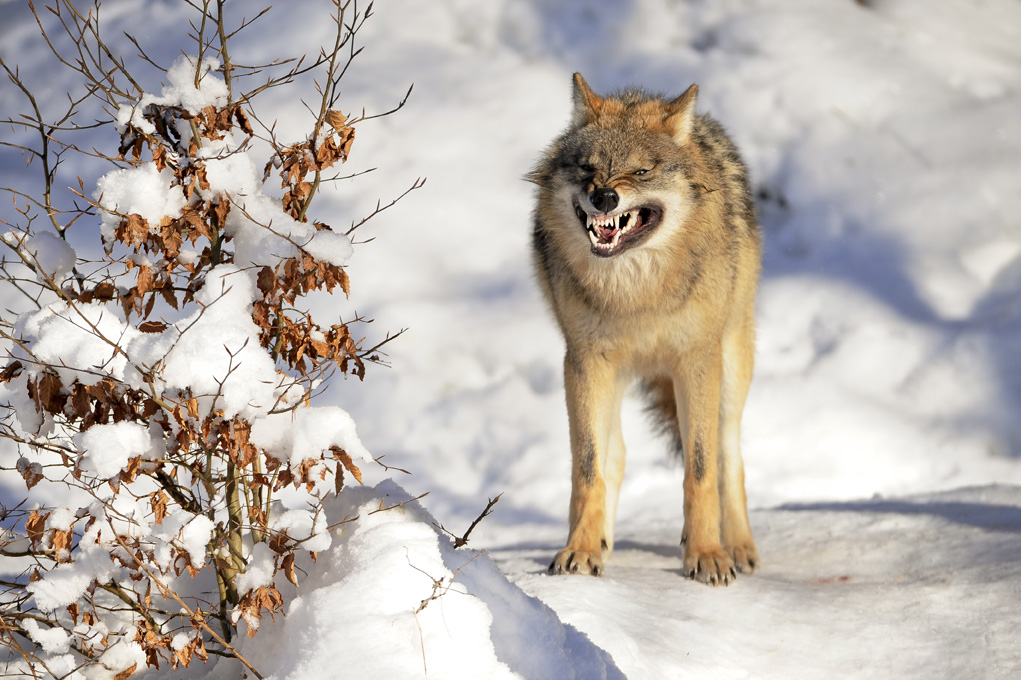 Wolf drohend Winter