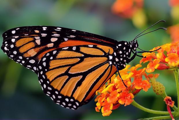 Un papillon monarque qui butine (© Fotolia)