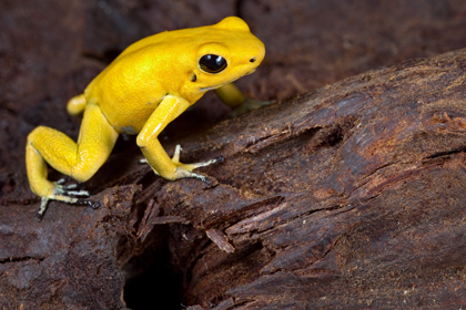 La Kokoï de Colombie est mortellement toxique à l'état sauvage. Cette espèce est en grand danger d'extinction, trop capturée pour sa couleur flamboyante. © Fotolia / KikkerDirk