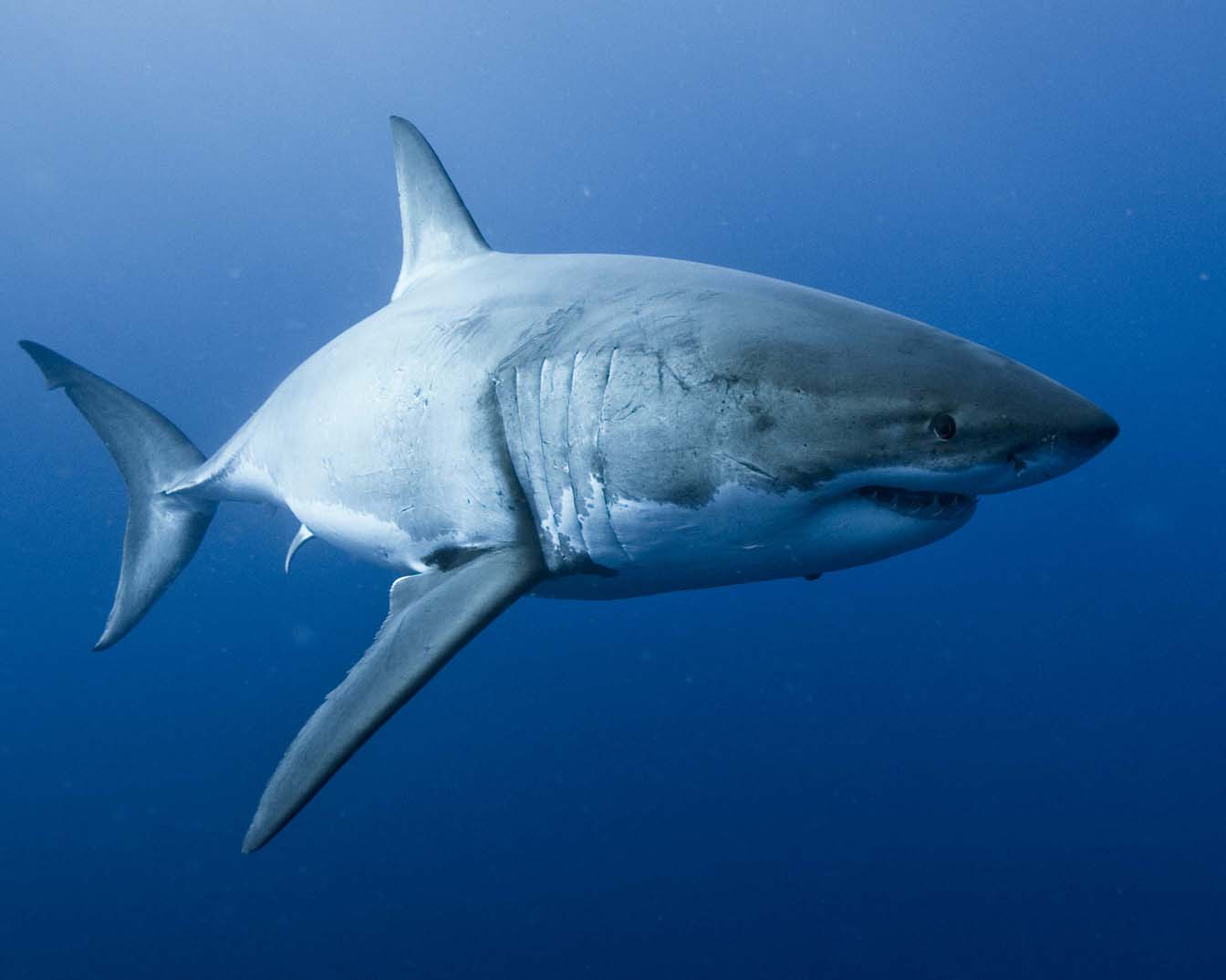 Comment les animaux marins parviennent-ils à respirer sous l'eau ?