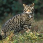 Scottish-wildcat (c) Wild Scotland .org